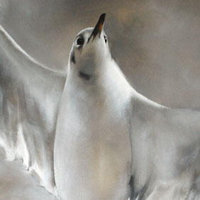 Blackheaded gull painting